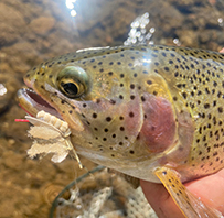 Yampa River Trout